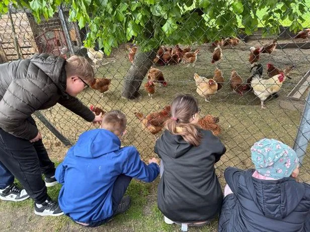 Uczniowie klasy 4b karmią kury podczas obrządku w gospodarstwie